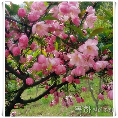수사해당화(서부해당화),분홍꽃,개화주분