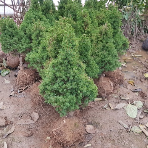 코니카가문비나무 묘목 (40cm,크리스마스트리용)