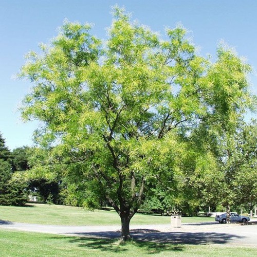 회화나무(1년생특묘)