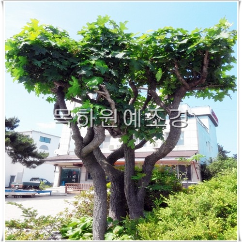 엄나무,음나무(실생1년특묘),재배목