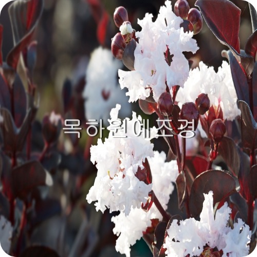백롱나무 자엽백일홍나무(블랙다이아몬드),(흰색꽃),삽목2년생
