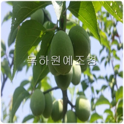 매실나무(청매실) (R3~4 결실주)