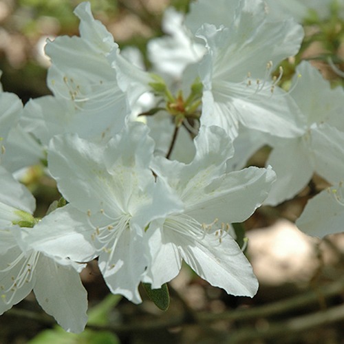 철쭉나무 (백철쭉) 하얀꽃 H0.4전후 5주묶음