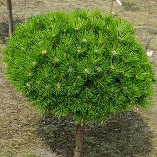 소나무 묘목 둥근소나무 (접목반송) 접목1년특묘 (10주묶음)
