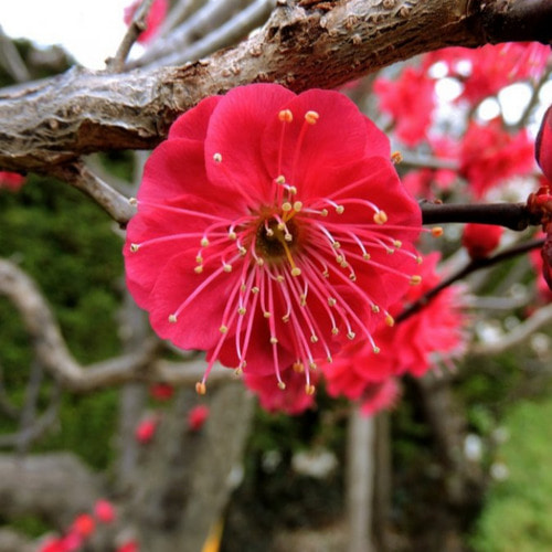 매화나무 설중매나무 (녹아도홍매) 접목1년특묘