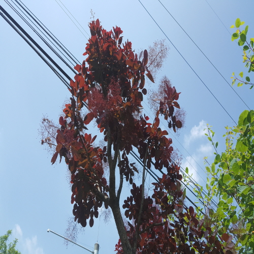 자주잎안개나무