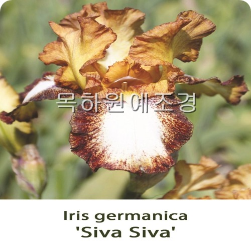 독일붓꽃,아이리스(시바시바),수입구근