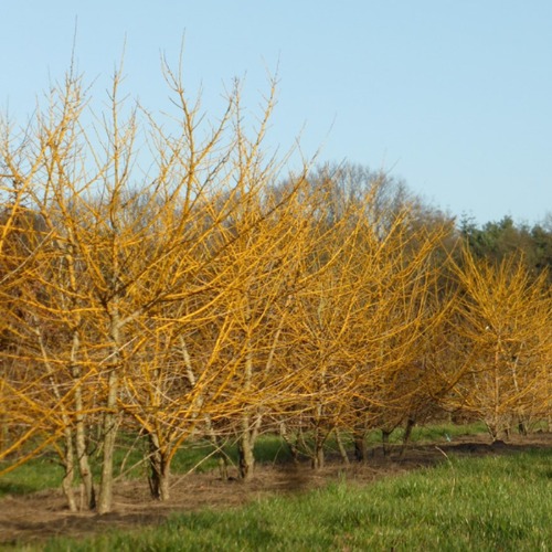 회화나무 묘목 (황금회화) 접목2년특묘