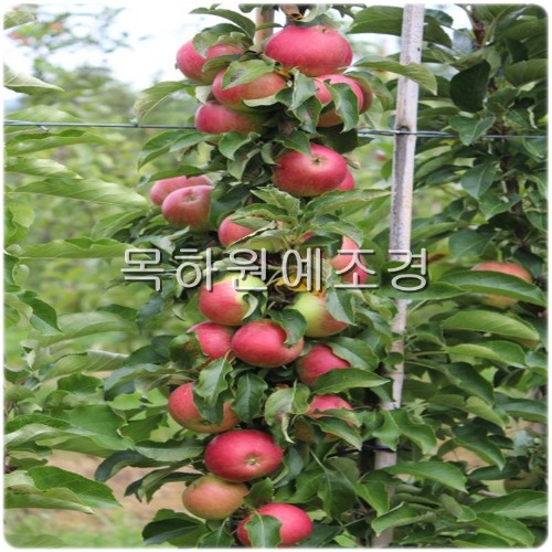 사과나무 기둥사과나무 묘목 (메이의눈동자) 접목1년특묘