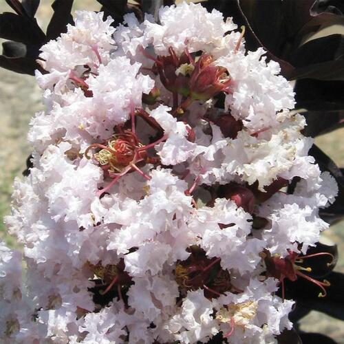 자엽백일홍나무 묘목 자엽배롱 (블랙다이아몬드) 흰색꽃 삽목2년특묘