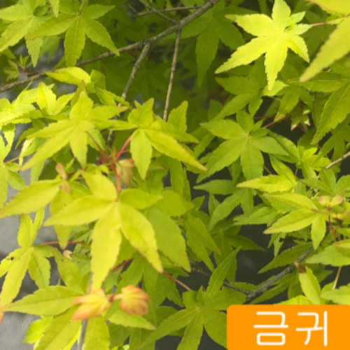 신품종 단풍나무 묘목 노랑잎 (금귀) 접목1년특묘