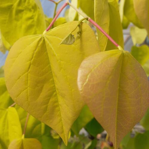 박태기나무 묘목 (황금잎박태기) 접목2년특묘