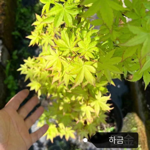 [국내최저가] 신품종 단풍나무 묘목 (하금) 접목1년특묘