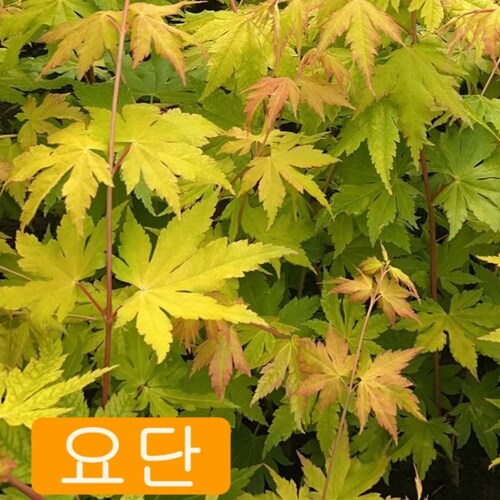 [국내최저가] 신품종 단풍나무 묘목 (요단) 접목1년특묘