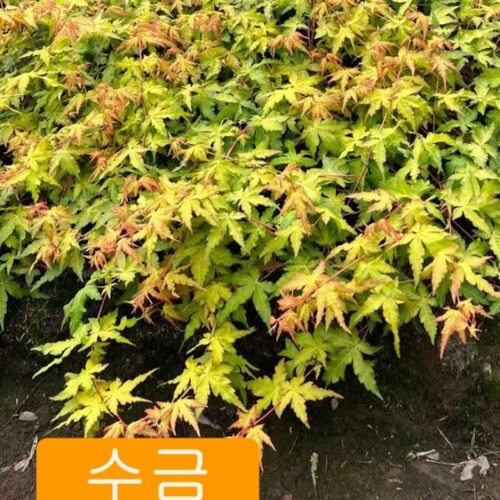 [국내최저가] 신품종 단풍나무 묘목 노랑잎 (수금) 접목1년특묘