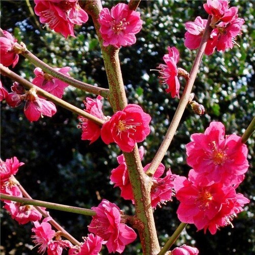 꽃복숭아 나무 홍도화 (접목1년) 특묘